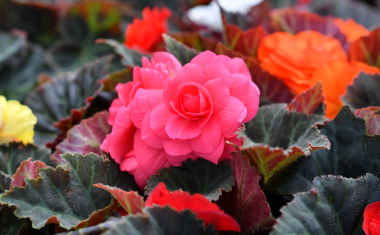 フラワーすかい