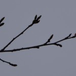 第二皇海荘 桜通信2♪