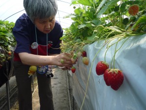 ユニット外出・イチゴ狩り