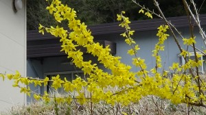 春のおとずれ