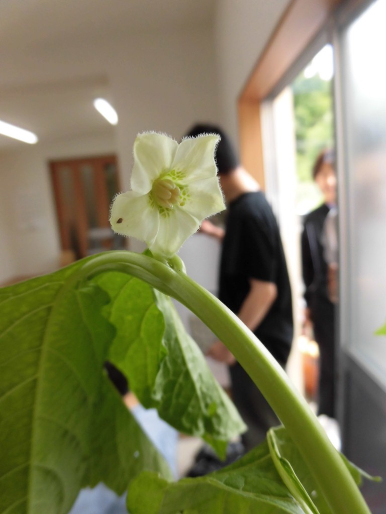 すかい寮 「わさび」と「からし」の茶道教室